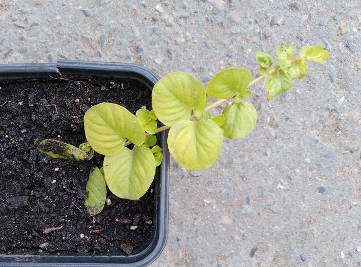 Μέθοδοι αναπαραγωγής Loosestrife