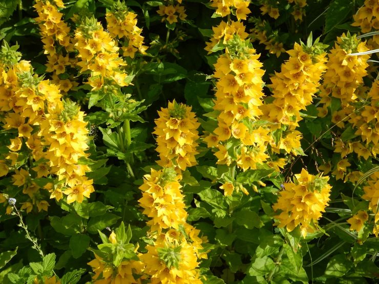 Loosestrife φυτό
