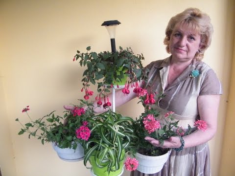 VERBENA - dyrkning, pleje, sagn