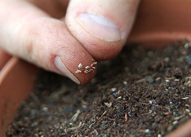 Reproduktion af verbena