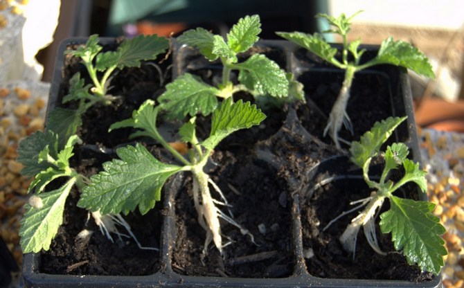 Stiklinger udføres normalt om foråret. De øverste skud bruges til stiklinger.