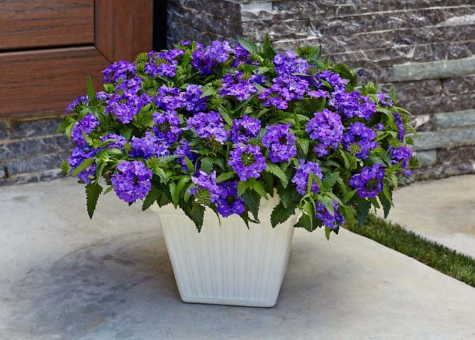 Brugen af ​​verbena i landskabsdesign