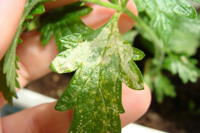 Sygdomme og skadedyr