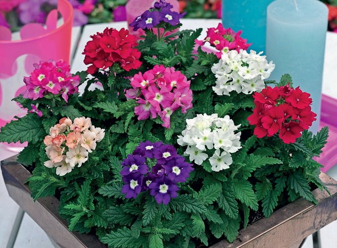 Verbena blomst - dyrket af frø. Forlade og plantede verbena. Beskrivelse, typer, fotos af verbena