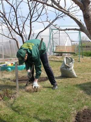Koko puutarhassa tai kesämökissä on poistettava roskat: oksat, ruoho, syksyllä pudonneet lehdet. Vaikka teit tällaisen puhdistuksen syksyllä, on edelleen roskia, joista kannattaa puhdistaa alue.