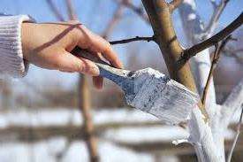 puiden valkaisu varhain keväällä maassa