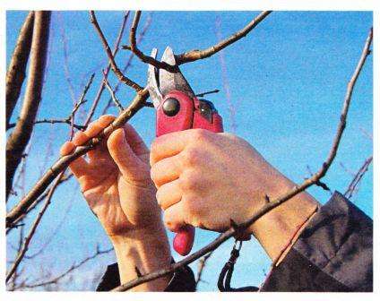 Kun ilman lämpötila on nollan yläpuolella, voit aloittaa puiden karsimisen. On erittäin tärkeää korjata kruunun muoto ja lyhentää oksia ennen kuin silmut tai lehdet ilmestyvät niihin.