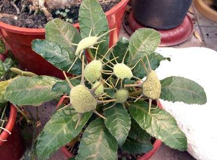 Dorstenia Plante med en trælignende stilk og lange, smalle, lysegrønne blade. Planten er termofil, let