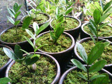 Zamioculcas Flere stilke, fortykkede nedenunder og tynde ovenover, og mange grønne tætte ovale blade