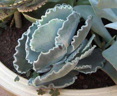 Cotyledon Plante med en trælignende stilk og talrige tykke blade. Den kan blive op til to meter høj. Cotyledon er ikke bange for ekstreme temperaturer og tør luft. Når du forlader, skal du prøve at lade være