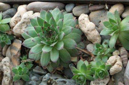 Forynget Det menes, at dette anlæg stort set ikke kræver vedligeholdelse. Består af mange små, stive blade, samlet i en roset, hvis diameter kan nå 20 centimeter. Elsker lys sol og lav fugtighed