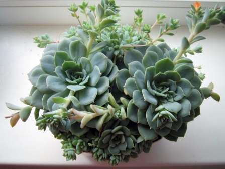 miniatureplanter er ret uhøjtidelige at passe, men du skal stadig følge nogle regler. Sukkulenter er ørkenplanter, så de kan lide tørt klima.