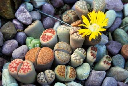 Det er vigtigt at transplantere sukkulenter rettidigt, især hvis planterne er unge. Det anbefales at genplante voksne planter hvert andet år og unge planter årligt. Det er bedst at gøre dette om foråret, men ikke under