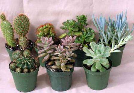 Hvis du vælger de rigtige sukkulenter efter foto og navn fra kataloget, samt giver dem god pleje, kan du organisere smuk floweria på din vindueskarme. Kompositioner fra miniature s