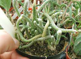 Anacampseros Ampeløs saftig. Violet skud med små, kødfulde grønne blade. Elsker fugt og salt