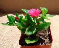 Aptenia En lille, til tider klatrende plante med kødfulde afrundede blade og små blomster. Kræver obi