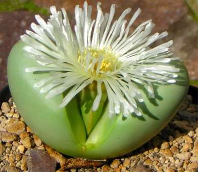 Argyroderma En lille flerårig plante bestående af to kødfulde grågrønne blade, der vender mod hinanden