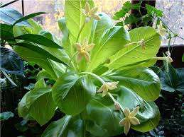 Brigamia En temmelig høj saftig med en trælignende stamme og store mørkegrønne blade. Ok ne