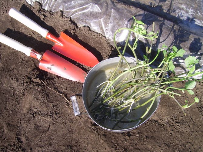 Miksi bataatteja kannattaa kasvattaa?