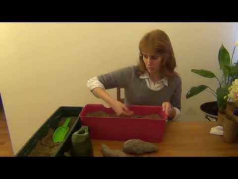 Bataatin taimien kasvattaminen