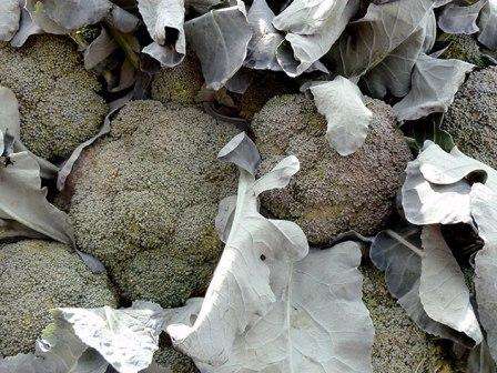 Det er værd at plante broccoliplanter udendørs på varme dage. Hvis du vil have stasis til at dyrke broccoli fra frø