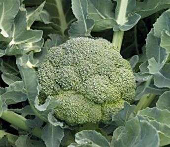 Hvis du ikke planlagde at købe færdige broccoli-frøplanter og ønsker at dyrke kål fra frø, skal du gøre dette allerede i marts