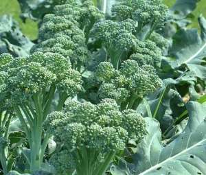 Så frø i åben jord ikke dybere end 1 cm, ellers er der en mulighed for, at de ikke spirer.