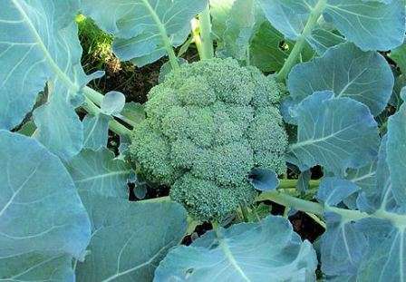 Løsning af jorden spiller en vigtig rolle. Takket være denne proces ødelægges rødderne, og jorden beriges med ilt. Gød broccoli