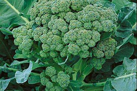 Husk, at sammensætningen af jorden til broccoli skal være neutral, så tilsæt kalk eller kridt for at forebygge. Jordens kvalitet kan forbedres ved at hælde aske eller kompost i den. Husk hvad