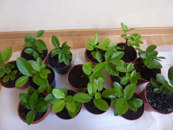 Sisätilojen sitrushedelmien jäljentäminen