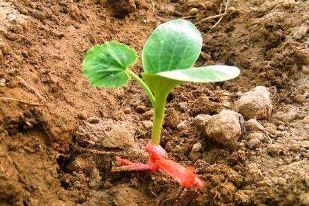 Kaikkien kasvien istutusaika riippuu suoraan alueen ilmasto -ominaisuuksista. On tärkeää, että pakkasjakso on jo ohi ja ilma lämpenee hyvin. Huolimatta siitä, että sääolosuhteet ovat erilaiset vuosittain, puutarhurit suosittelevat kesäkurpitsa -siementen istuttamista toukokuun lopusta kesäkuun alkuun.