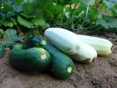 Useita kesäkurpitsalajeja ei pitäisi kasvattaa rinnakkain, koska tämäntyyppinen kasvi on ristipölytys.