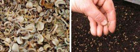 يعتقد الكثير من الناس أن آذريون يستخدم فقط للأغراض الطبية ، لذلك يزرعونه بكميات صغيرة في فراش الزهرة.