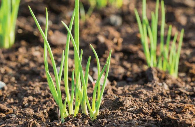 Sipulihöyhen kasvattaminen on yksi yksinkertaisimmista toiminnoista eikä ollenkaan työlästä.