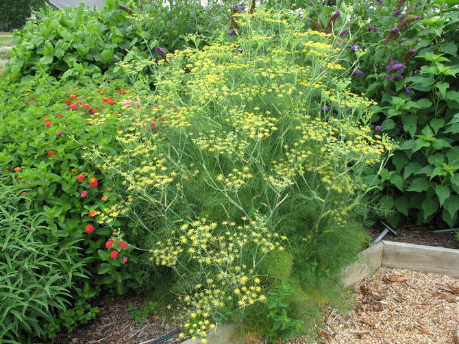 Tillien hoidon ominaisuudet