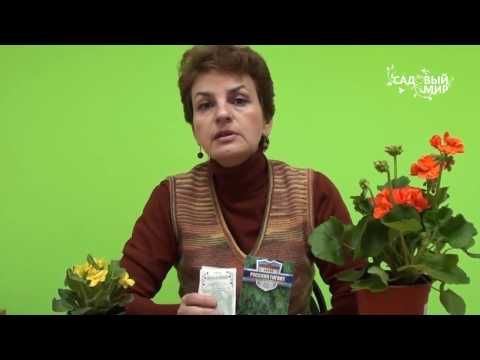 Kuinka kasvattaa hyvää tilliä. Sivusto