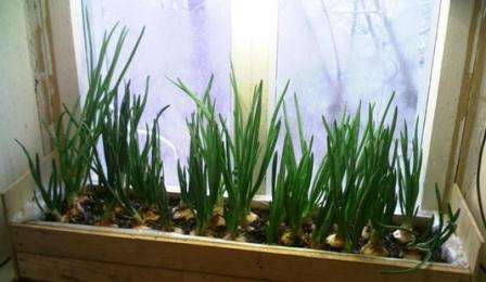 Jotta vihreät kasvaisivat hyvin kotona, on tarpeen valmistaa sille paikka oikein, joka sisältää: