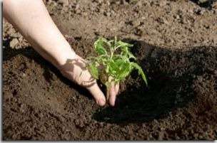 قبل حوالي أسبوع من زراعة الشتلات ، تتم معالجة التربة بمحلول من كبريتات النحاس. يتم تحضيره على النحو التالي: كبريتات النحاس ، 1 ملعقة كبيرة ، مخفف بـ 10 لترات من الماء. في هذه الحالة ، الاستهلاك هو 1.5 لتر من السائل لكل 1 متر مربع.