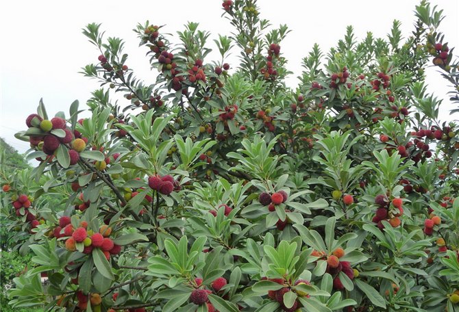 Kde rastie ružový strom?