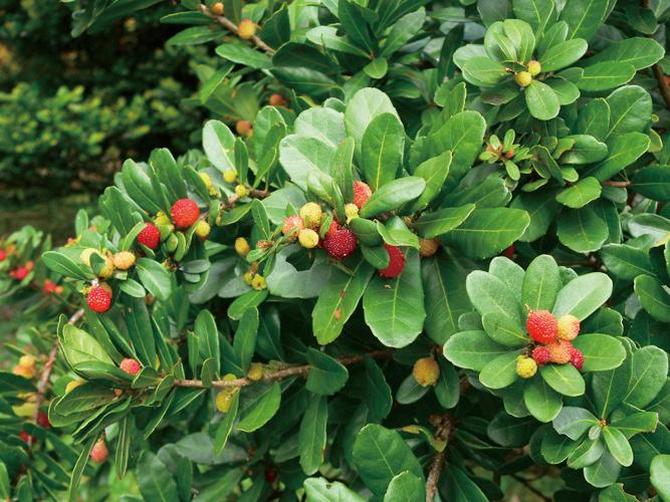 Ako pestovať drevinu v záhrade