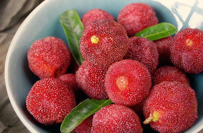 Bobule červenej chĺpky