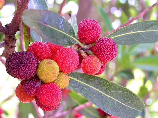 Strom je červený. Fotografia, popis a aplikácia