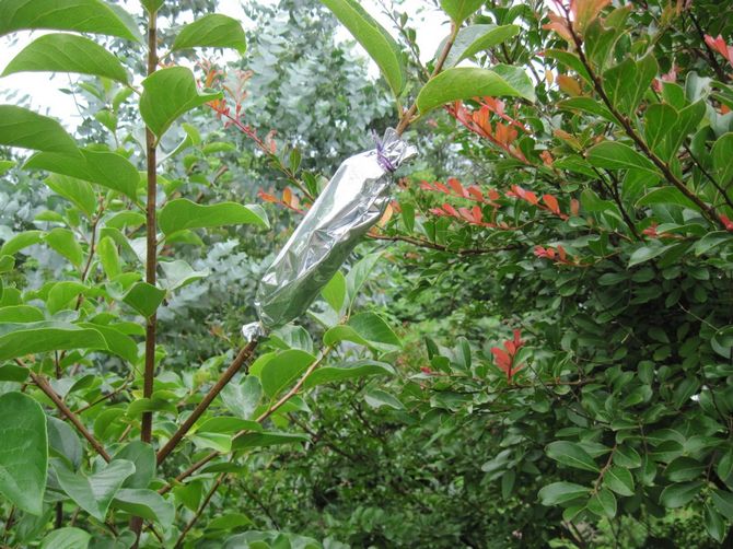 Tulevan taimen laatu riippuu haaran oikeasta valinnasta.