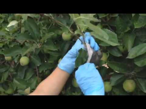 Omenapuun juurtumismenetelmä