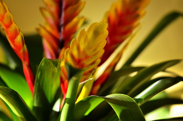 Vanding og vigtigheden af fugtig luft