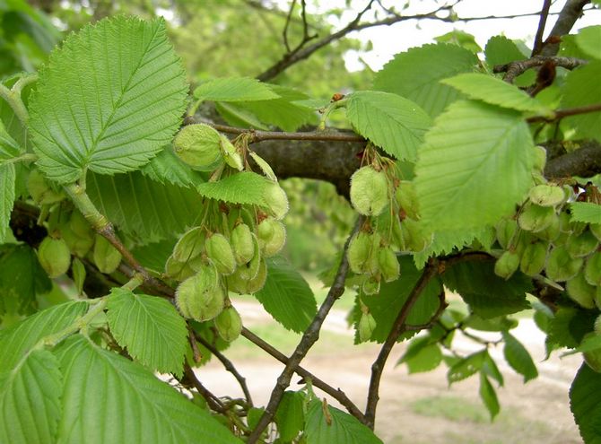 Miltä se näyttää valokuvassa, lehtien kuvaus, kuori, runko