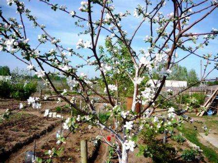 Melba -omenapuun hedelmät ovat riittävän suuria ja painavat jopa 150 grammaa. Niiden muoto on hieman pitkänomainen ja alhaalta litistetty.