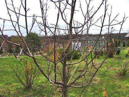 Melba -lajikkeen taimien istuttamiseksi on tarpeen valita avoin paikka tuulelta suojattuun paikkaan. On parempi istuttaa puita syksyllä, kun et voi levittää lannoitteita ensimmäisenä vuonna istutuksen jälkeen.