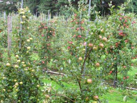 Melba -lajikkeen taimien istuttamiseksi on tarpeen valita avoin paikka tuulelta suojattuun paikkaan. On parempi istuttaa puita syksyllä, kun et voi levittää lannoitteita ensimmäisenä vuonna istutuksen jälkeen.