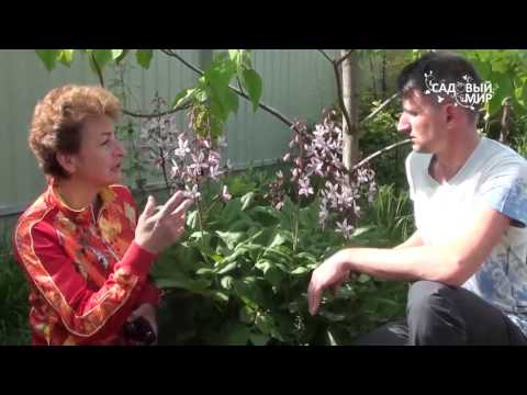 Flerårige haveblomster Ask eller Burning Bush